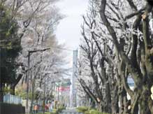 桜のバスツアー